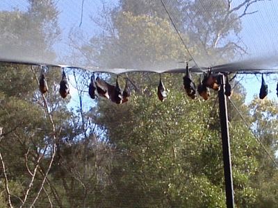 Fruit Bats.jpg